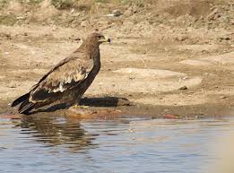 Eagle (Aquila nipalensis)
