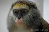 Cercopithecus campbelli