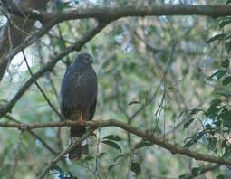 (Geranospiza caerulescens)