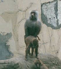 Hamadryas Baboon (Papio