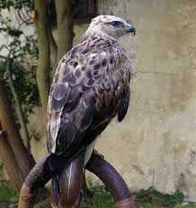 Photo of Buteo rufinus,