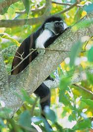 Colobus angolensis
