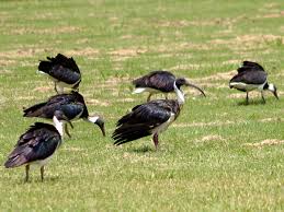 (Threskiornis spinicollis)
