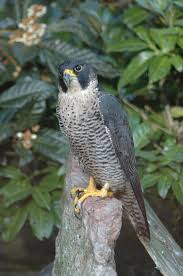 (Falco peregrinus) - wiki;