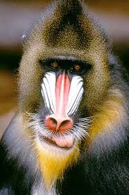 Mandrillus sphinx