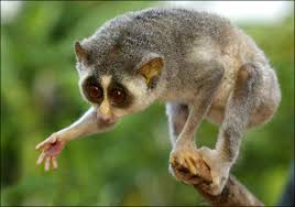 slender loris