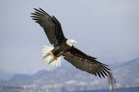 Haliaeetus leucocephalus