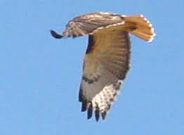 Hawk (Buteo jamaicensis)