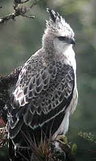 Oroaetus isidori