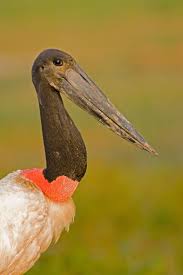 Jabiru (Jabiru mycteria)