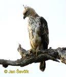 Spizaetus cirrhatus 2
