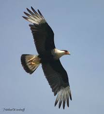 (Caracara cheriway)