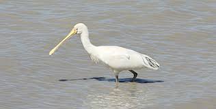 (Platalea flavipes)