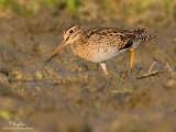 name - Gallinago stenura