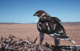 Hawk | Buteo regalis photo