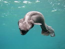 shark (Chlamydoselachus