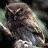 Scolopax bukidnonensis.