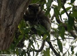 lemur (Lepilemur leucopus)