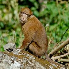 Macaca assamensis © Sumit