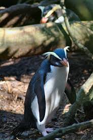(Eudyptes pachyrhynchus)