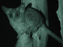 Mohol Bushbaby (Galago moholi)