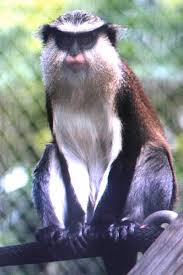 Cercopithecus Mona