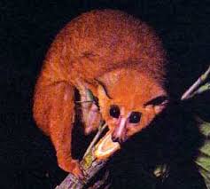 Arctocebus calabarensis