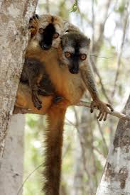 (Eulemur fulvus) - Wiki