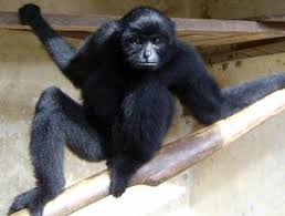 bilou (Hylobates klossii),