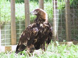 Eagle (Aquila adalberti);