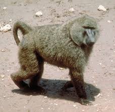 Papio anubis olive baboon