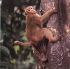 (Macaca assamensis