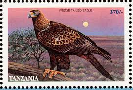 Eagle Aquila audax