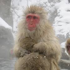 Macaca fuscata