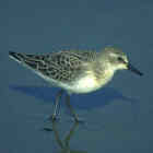 Calidris pusilla