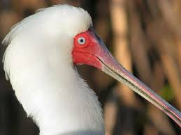 (Platalea alba) Cape Town,