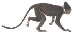 Trachypithecus laotum