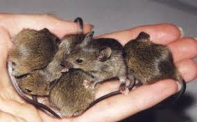 Study: Cool Mice Live Longer