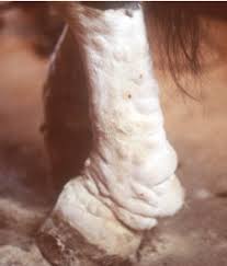 pastern dermatitis 