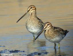 Wilson's Snipe - Gallinago