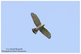 Buzzard (Butastur indicus)