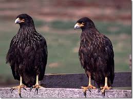 (Gallinago stricklandii)