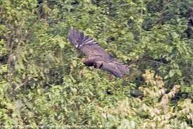 Ictinaetus malayensis