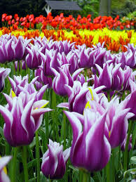 File:Keukenhof Holanda 003.
