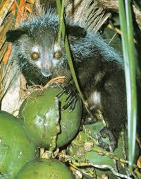Primate: Phaner furcifer