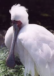 Platalea alba (African