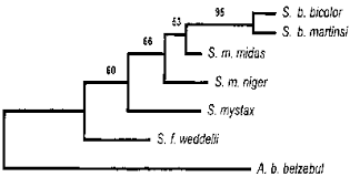 among the Saguinus species