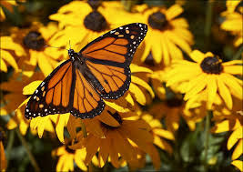 butterfly || canon5d/EF100f2.8 ...