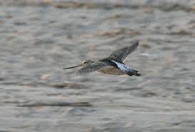 File:Limosa lapponica Sardinia