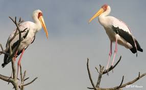 Stork, Mycteria ibis